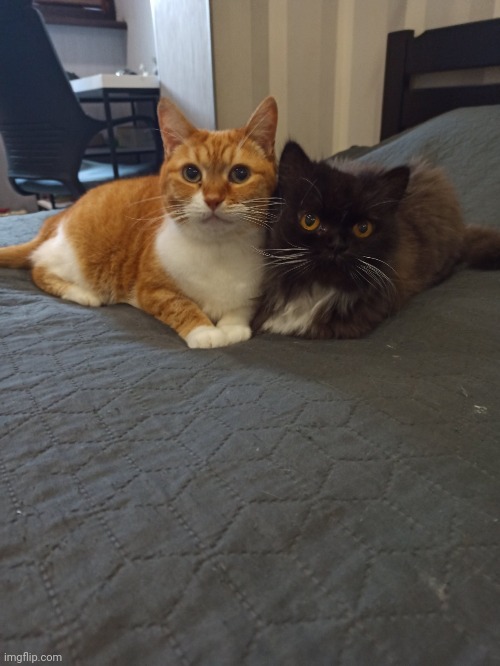 My cats from Ukraine (im no in Ukraine, my mom send a photo) | made w/ Imgflip meme maker
