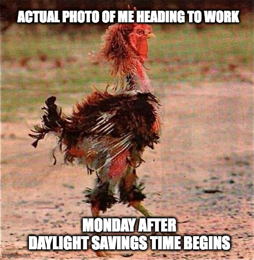 Daylight Savings Time | ACTUAL PHOTO OF ME HEADING TO WORK; MONDAY AFTER
DAYLIGHT SAVINGS TIME BEGINS | image tagged in rooster | made w/ Imgflip meme maker