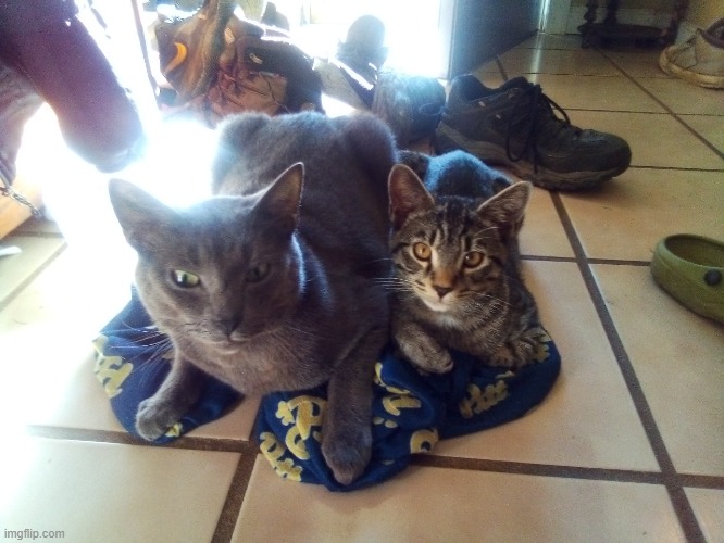 Don't mind the shoes, they knocked them over. | image tagged in cats,cute | made w/ Imgflip meme maker