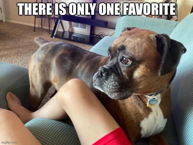 Can only be one | THERE IS ONLY ONE FAVORITE | image tagged in thanksgiving | made w/ Imgflip meme maker