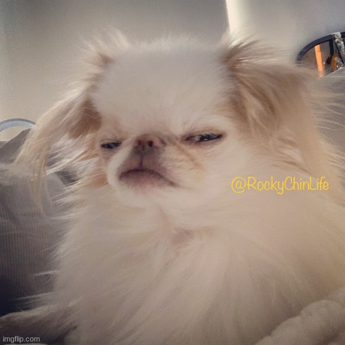 Grumpy Judgy Dog | image tagged in grumpy judgy dog | made w/ Imgflip meme maker