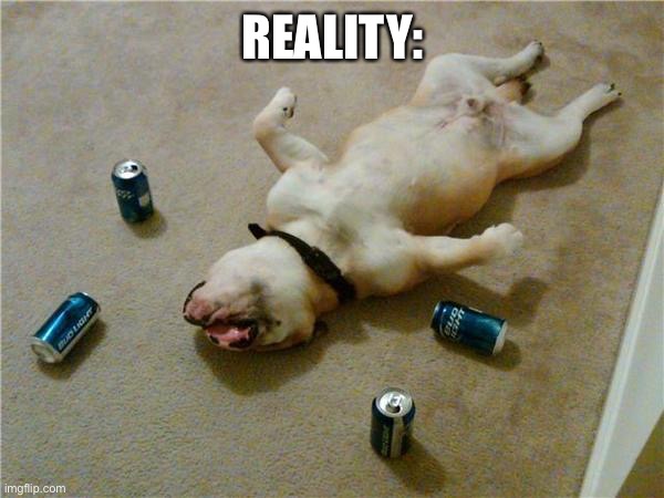 drunk dog | REALITY: | image tagged in drunk dog | made w/ Imgflip meme maker