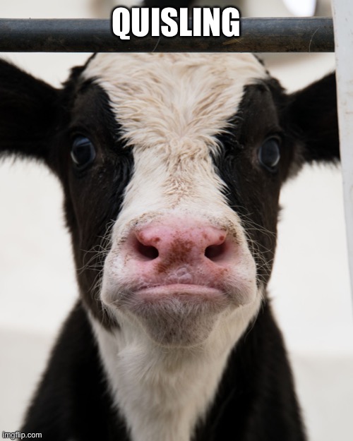 Somewhere in the Quisling Clinic there’s a shorthand typist taking seconds of the minutes | QUISLING | image tagged in angry cow,quisling,traitor,nazi | made w/ Imgflip meme maker