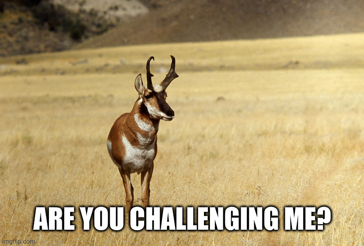 Pronghorn Antelope | ARE YOU CHALLENGING ME? | image tagged in pronghorn antelope | made w/ Imgflip meme maker