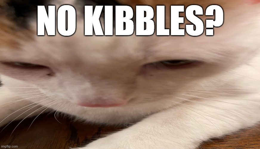 No Kibbles? | NO KIBBLES? | image tagged in cat forehead | made w/ Imgflip meme maker
