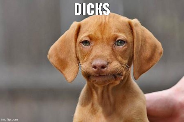 why did I make this? i don't know | DICKS | image tagged in dissapointed puppy | made w/ Imgflip meme maker