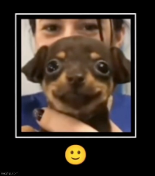 High Quality Happiest pupper ever Blank Meme Template