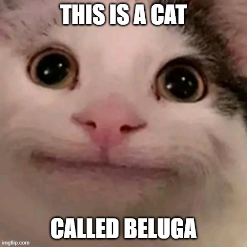 beluga | THIS IS A CAT; CALLED BELUGA | image tagged in beluga | made w/ Imgflip meme maker