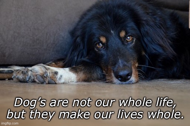 My friend | Dog’s are not our whole life,
but they make our lives whole. | image tagged in friend,collie,dog,working | made w/ Imgflip meme maker