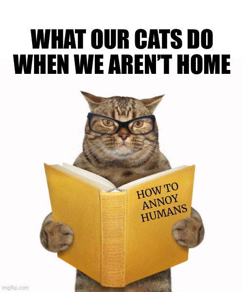 This has to be true lol | WHAT OUR CATS DO WHEN WE AREN’T HOME; HOW TO 
ANNOY 
HUMANS | image tagged in cats,funny,humor | made w/ Imgflip meme maker