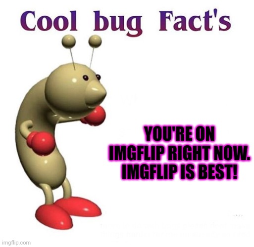 Cool Bug Facts | YOU'RE ON IMGFLIP RIGHT NOW. IMGFLIP IS BEST! | image tagged in cool bug facts | made w/ Imgflip meme maker