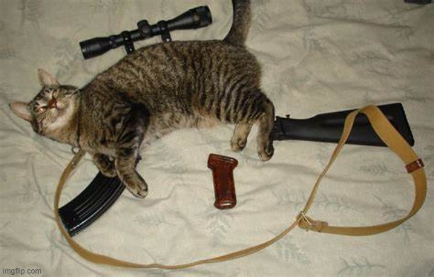 Tactical cat | made w/ Imgflip meme maker