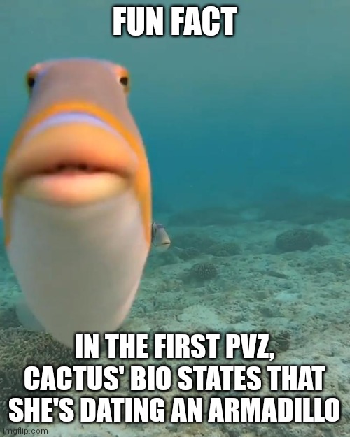 staring fish | FUN FACT; IN THE FIRST PVZ, CACTUS' BIO STATES THAT SHE'S DATING AN ARMADILLO | image tagged in staring fish | made w/ Imgflip meme maker