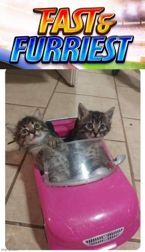 THE FAST AND THE FURRIEST | image tagged in fast and furious,cats,funny cats | made w/ Imgflip meme maker