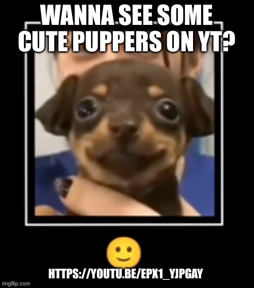 Happiest pupper ever | WANNA SEE SOME CUTE PUPPERS ON YT? HTTPS://YOUTU.BE/EPX1_YJPGAY | image tagged in happiest pupper ever | made w/ Imgflip meme maker