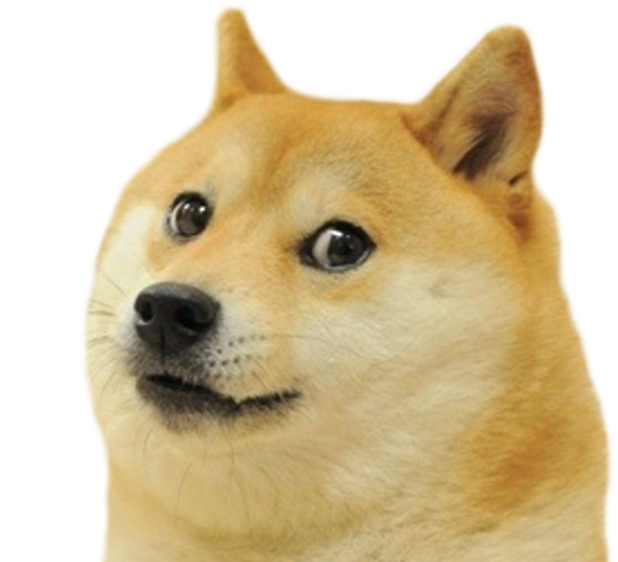 High Quality doge Blank Meme Template