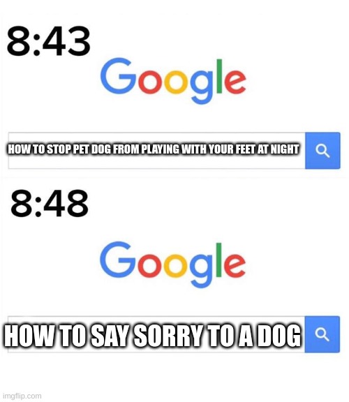 google before after | HOW TO STOP PET DOG FROM PLAYING WITH YOUR FEET AT NIGHT; HOW TO SAY SORRY TO A DOG | image tagged in google before after | made w/ Imgflip meme maker