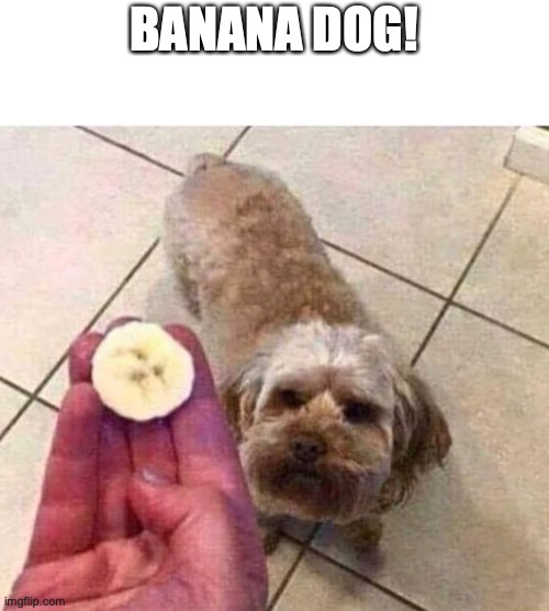 look at the slice of banana | BANANA DOG! | image tagged in funny,dogs,memes | made w/ Imgflip meme maker