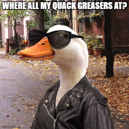 It's Quacky Zuko | WHERE ALL MY QUACK GREASERS AT? | image tagged in funny duck | made w/ Imgflip meme maker