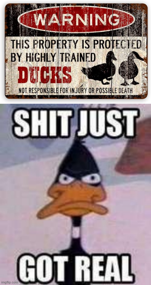 Don't Quack on Me | image tagged in funny duck | made w/ Imgflip meme maker