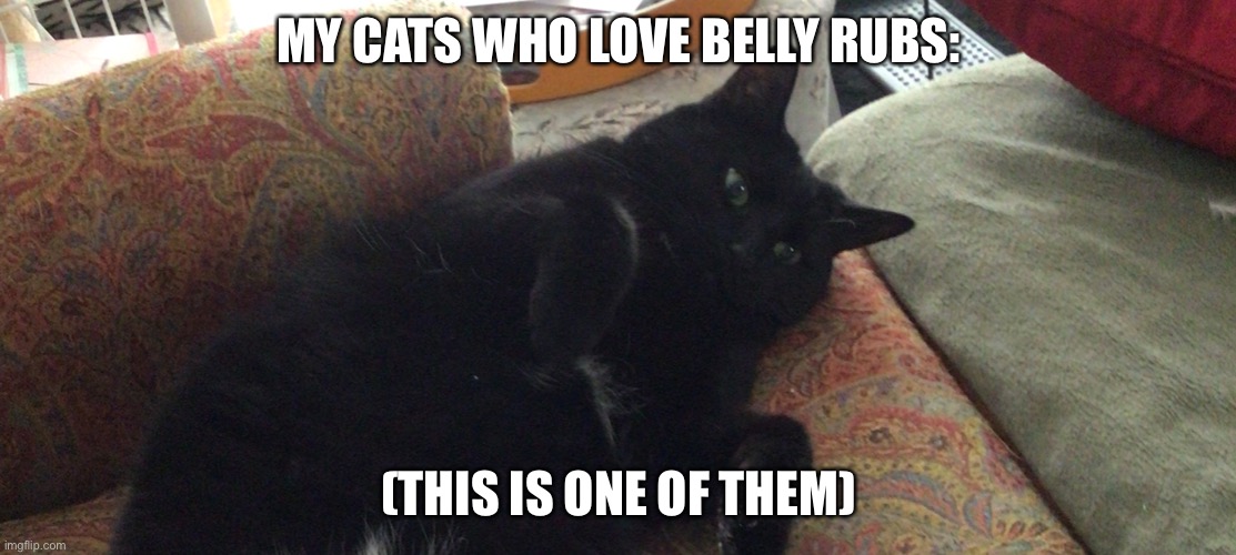 MY CATS WHO LOVE BELLY RUBS: (THIS IS ONE OF THEM) | made w/ Imgflip meme maker