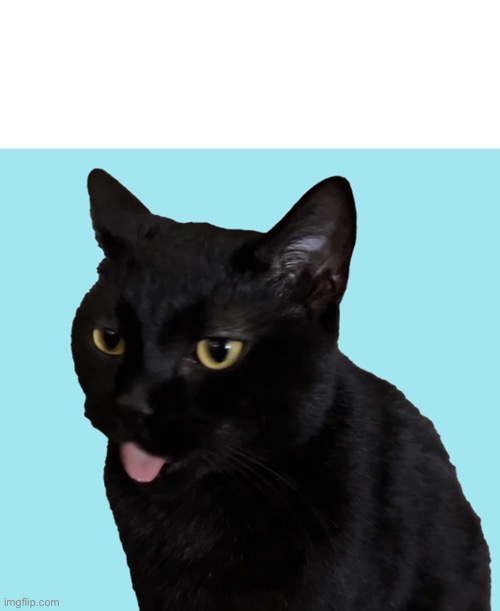 Black Cat Stands With Tongue Sticking Out | image tagged in cat looks very confused,sarlah,sarlahthecat,sarlahkitty,vanillabizcotti | made w/ Imgflip meme maker
