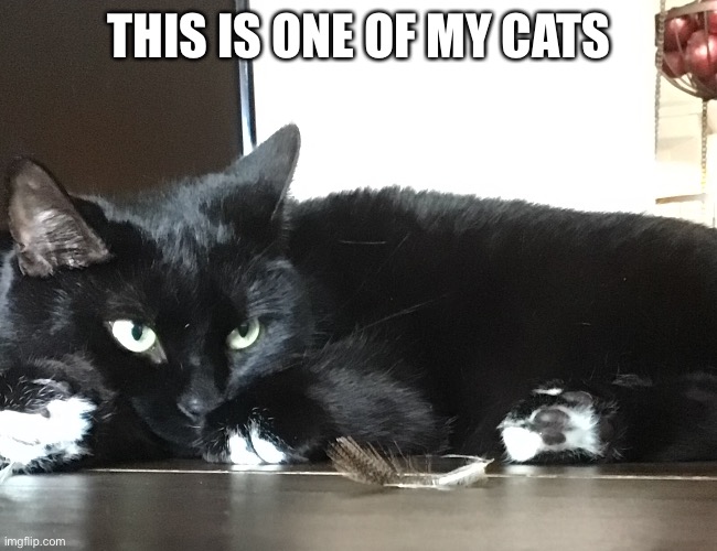 :D | THIS IS ONE OF MY CATS | image tagged in cats,my cats,share pictures of your cats,astrid and abby | made w/ Imgflip meme maker