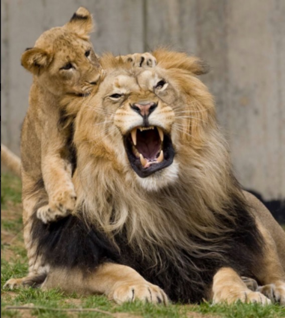 Cub Pawing Lion's Mane Blank Meme Template