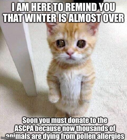 For a small donation of $69.4201/month… | I AM HERE TO REMIND YOU THAT WINTER IS ALMOST OVER; Soon you must donate to the ASCPA because now thousands of animals are dying from pollen allergies | image tagged in memes,cute cat | made w/ Imgflip meme maker