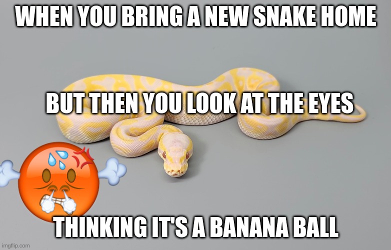 When you bring your new Ball Python home, then look at eyes.... | WHEN YOU BRING A NEW SNAKE HOME; BUT THEN YOU LOOK AT THE EYES; THINKING IT'S A BANANA BALL | image tagged in snake,funny,ball python,banana,albino,mad | made w/ Imgflip meme maker