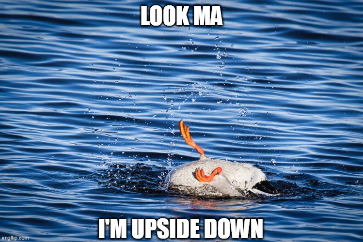 DUCK HAS TRICKS | LOOK MA; I'M UPSIDE DOWN | image tagged in ducks,duck | made w/ Imgflip meme maker