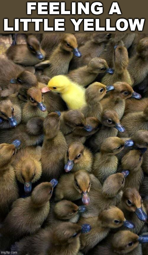 Little ducks are so cute | FEELING A LITTLE YELLOW | image tagged in ducks | made w/ Imgflip meme maker