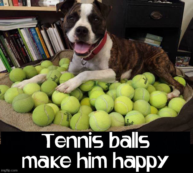 Tennis balls make him happy | image tagged in dogs | made w/ Imgflip meme maker