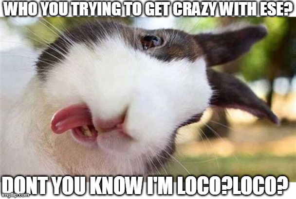 CRAZY LITTLE BUNNY | WHO YOU TRYING TO GET CRAZY WITH ESE? DONT YOU KNOW I'M LOCO?LOCO? | image tagged in bunny,rabbit | made w/ Imgflip meme maker