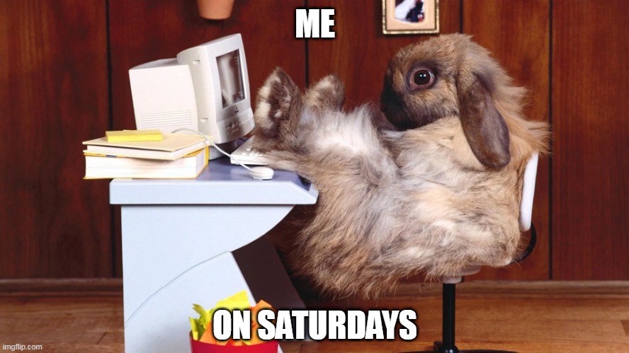 SITTING AROUND MAKING MEMES | ME; ON SATURDAYS | image tagged in bunnies,bunny,rabbit | made w/ Imgflip meme maker