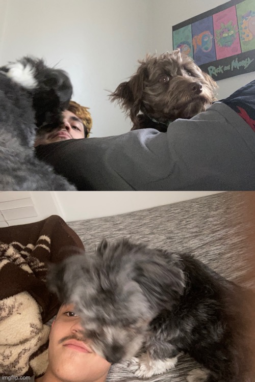 Back with my cousins dogs | image tagged in fish | made w/ Imgflip meme maker