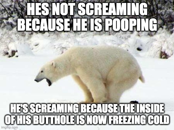 Please don't poop in the snow | HES NOT SCREAMING BECAUSE HE IS POOPING; HE'S SCREAMING BECAUSE THE INSIDE OF HIS BUTTHOLE IS NOW FREEZING COLD | image tagged in polar bear shits in the snow,memes,funny,poop,cold butt | made w/ Imgflip meme maker