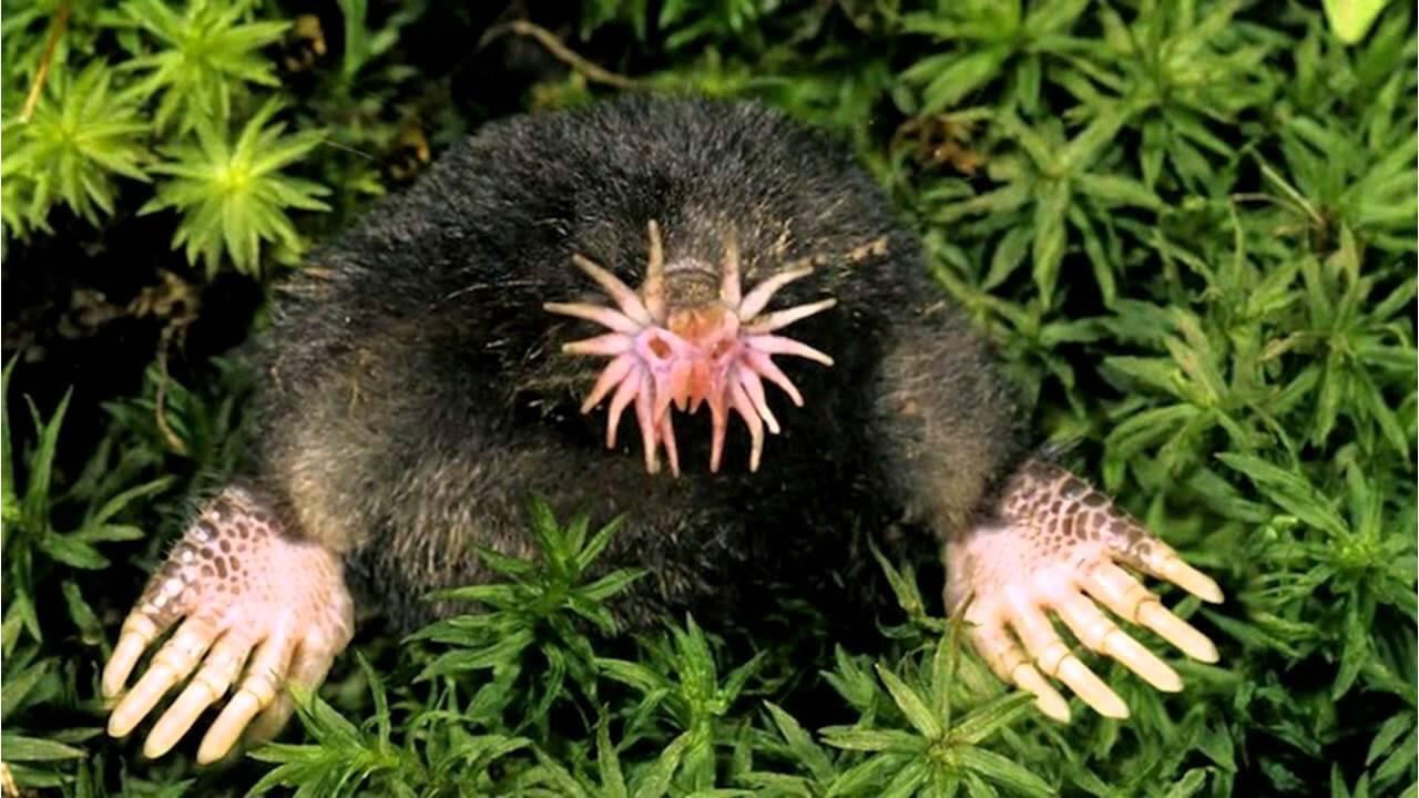 Star nosed mole Blank Meme Template