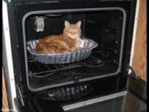 Cat in oven | image tagged in cat in oven | made w/ Imgflip meme maker