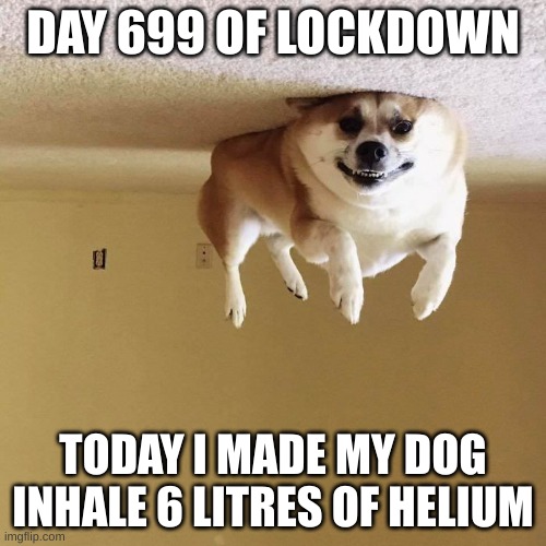 helium dog | DAY 699 OF LOCKDOWN; TODAY I MADE MY DOG INHALE 6 LITRES OF HELIUM | image tagged in fun | made w/ Imgflip meme maker