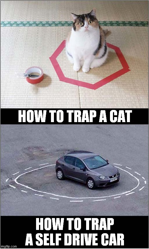 Proof That Cats Are Robots ? | HOW TO TRAP A CAT; HOW TO TRAP A SELF DRIVE CAR | image tagged in cats,self drive cars,it's a trap | made w/ Imgflip meme maker