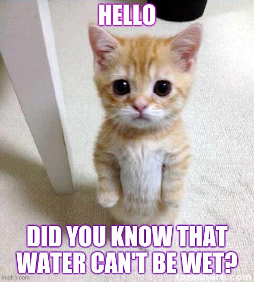 Cute Cat | HELLO; DID YOU KNOW THAT WATER CAN'T BE WET? | image tagged in memes,cute cat,kitten,facts,tabby,cute | made w/ Imgflip meme maker