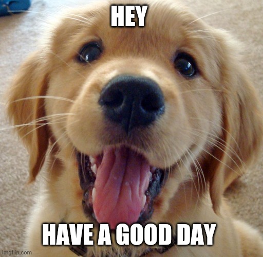 :) | HEY; HAVE A GOOD DAY | image tagged in cute dog,good day | made w/ Imgflip meme maker