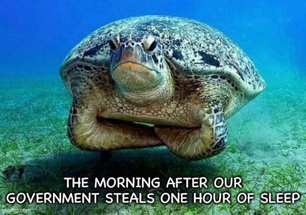 Turtle Time | THE MORNING AFTER OUR GOVERNMENT STEALS ONE HOUR OF SLEEP | image tagged in daylight savings time,daylight saving time,turtle,turtles,time,funny memes | made w/ Imgflip meme maker