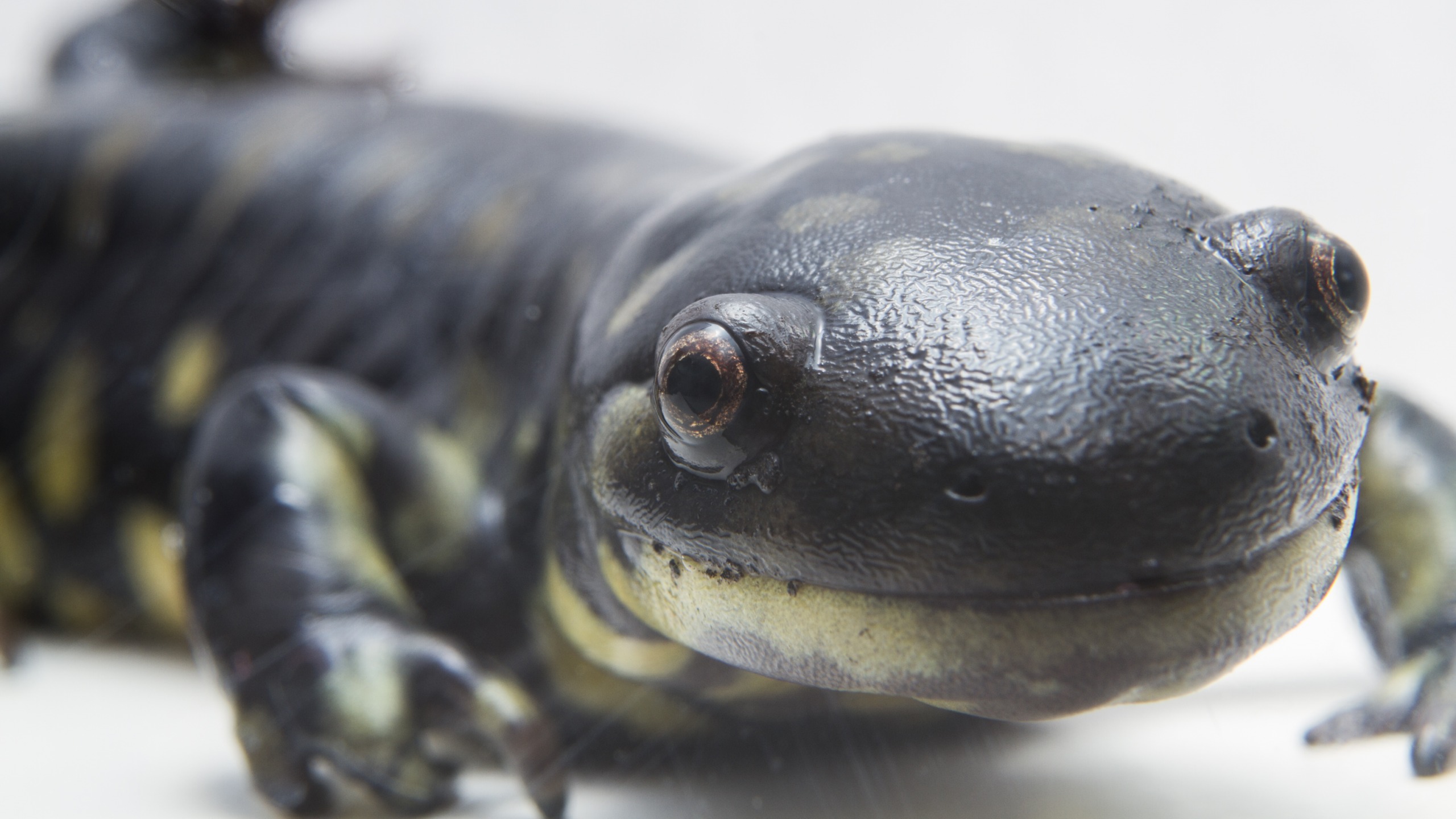 High Quality salamander Blank Meme Template