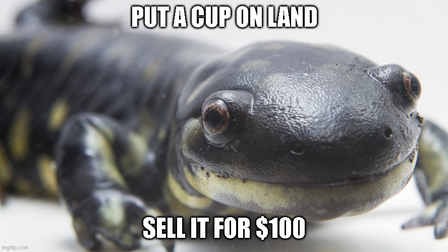 salamander | PUT A CUP ON LAND; SELL IT FOR $100 | image tagged in salamander | made w/ Imgflip meme maker