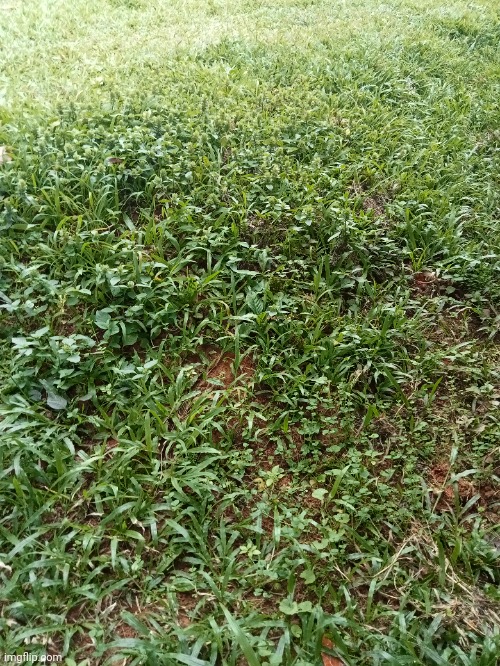Grass | made w/ Imgflip meme maker