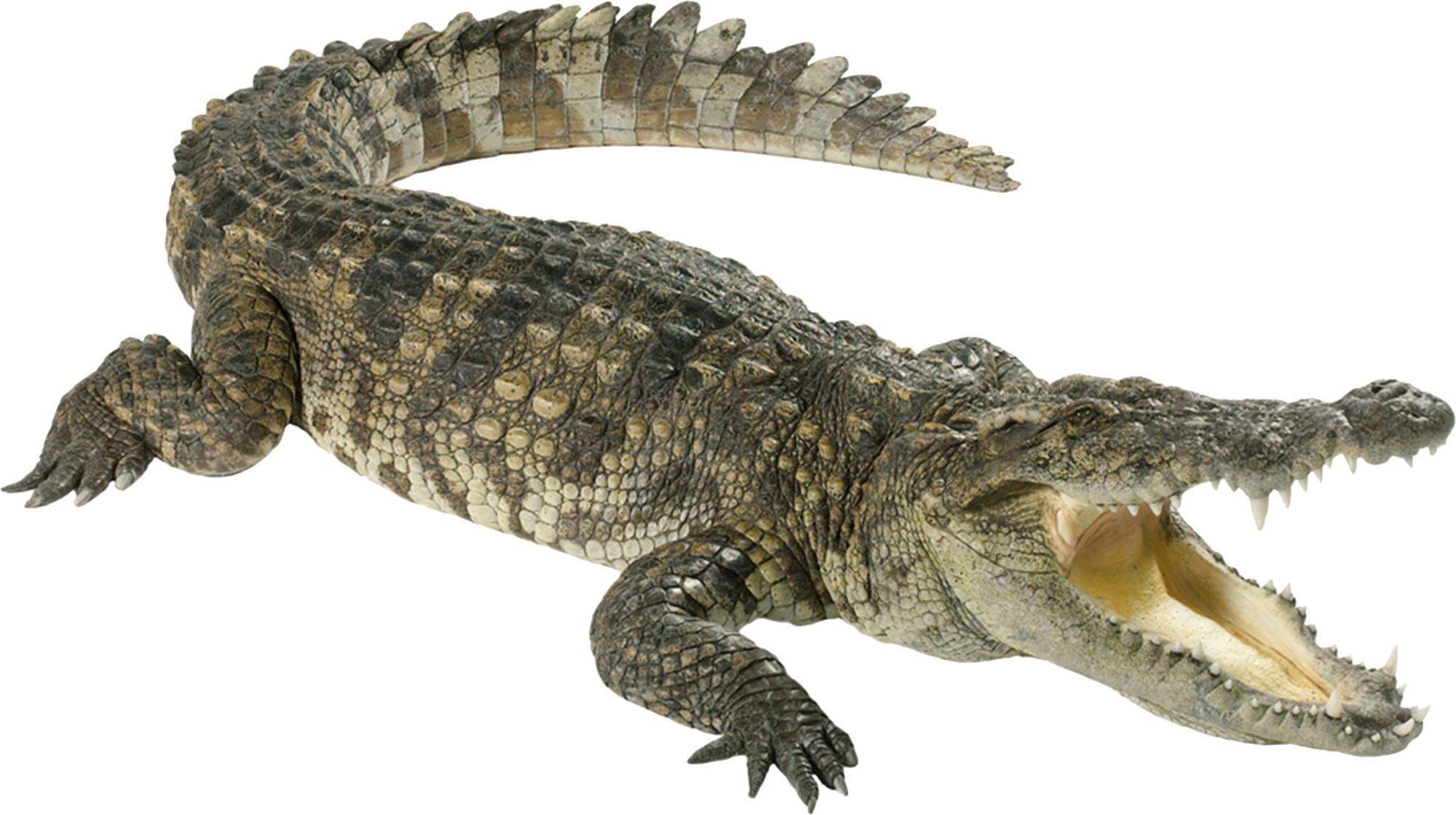 Crocodile Blank Meme Template