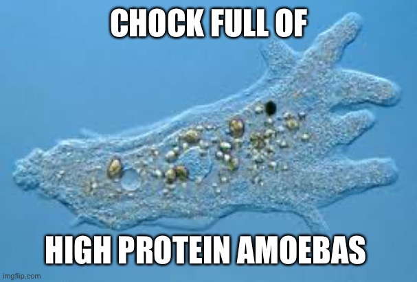 Amoeba | CHOCK FULL OF HIGH PROTEIN AMOEBAS | image tagged in amoeba | made w/ Imgflip meme maker