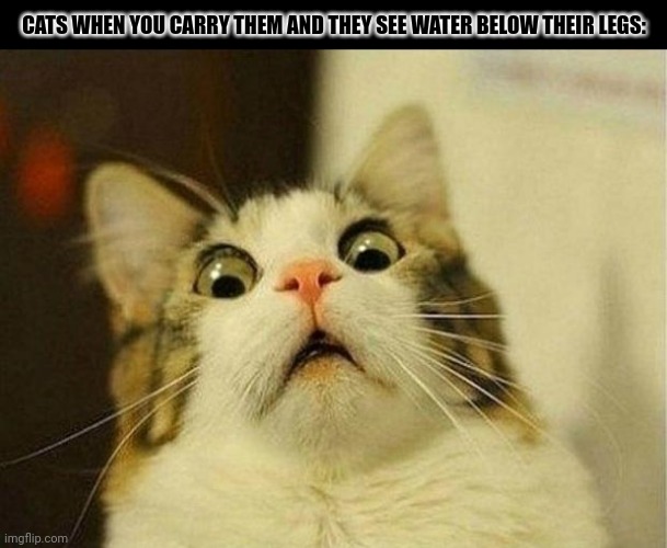 Scared Cat Meme | CATS WHEN YOU CARRY THEM AND THEY SEE WATER BELOW THEIR LEGS: | image tagged in memes,kitty,water | made w/ Imgflip meme maker